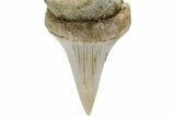 Fossil Mako Shark Tooth - Bakersfield, CA #223706-1